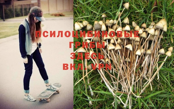 сатива Беломорск