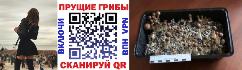 Галлюциногенные грибы MAGIC MUSHROOMS Новокузнецк